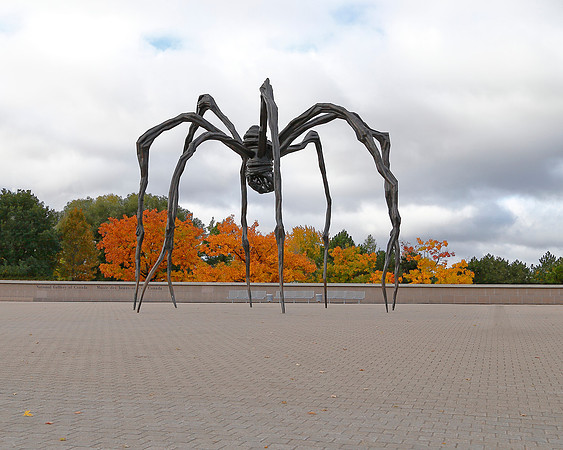 Spider in Ottawa
