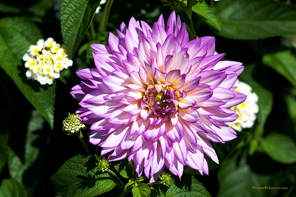 Dahlia