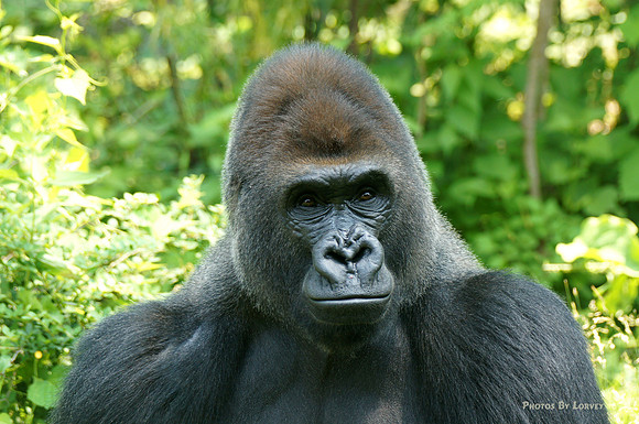 Gorilla
