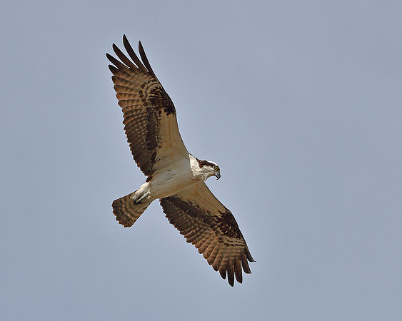 Osprey