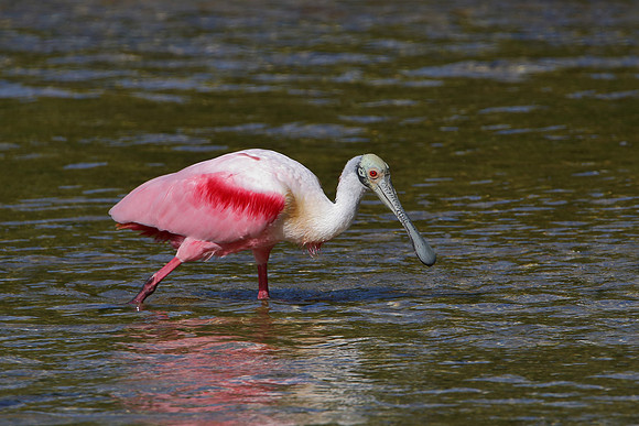 Roseate Spoonbill
