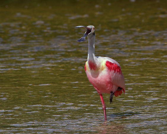 Roseate Spoonbill