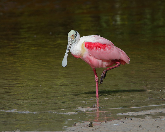 Roseate Spoonbill