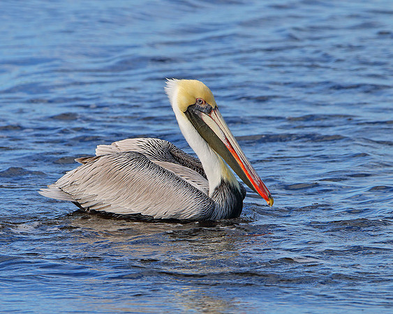 Brown Pelican