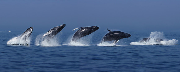 Whale Breaching
