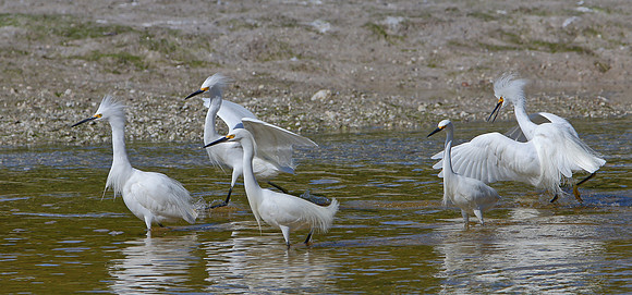 Snowy Egrets