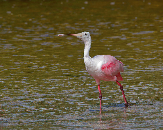 Roseate Spoonbill