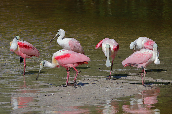 Roseate Spoonbills