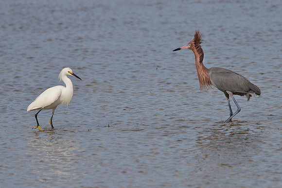 Snowy Egret and Reddish Egret