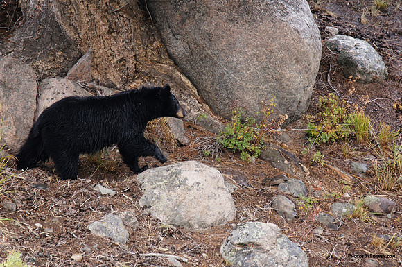 Black Bear in Lamar Valley