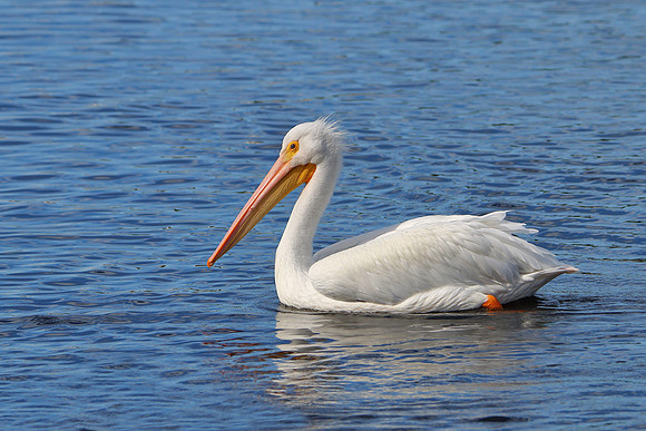 White Pelican