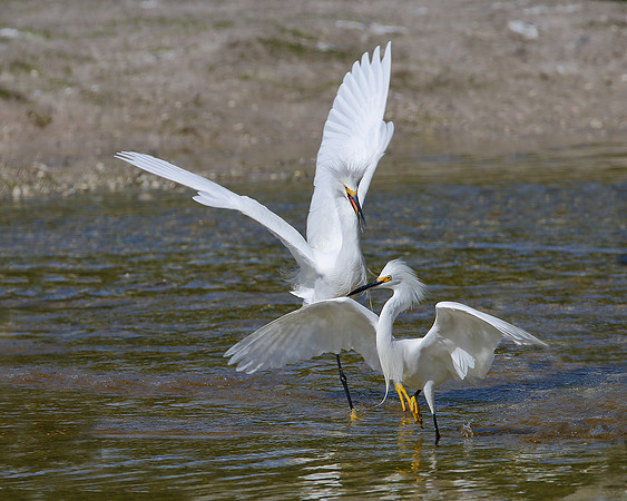 Snowy Egrets