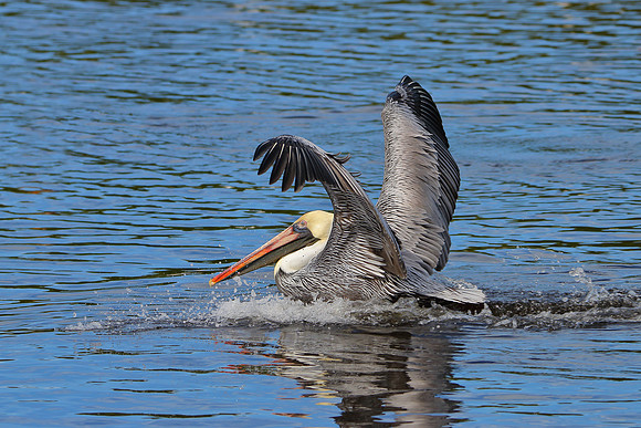 Brown Pelican