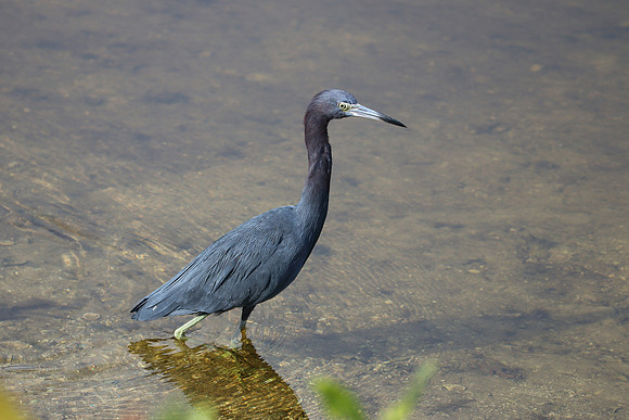 Little Blue Heron