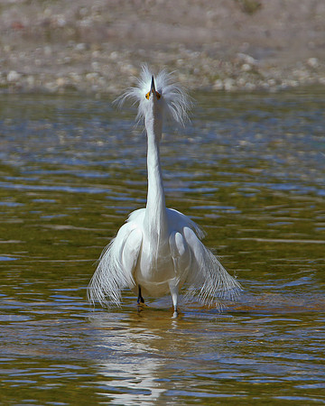 Snowy Egret