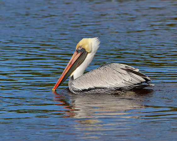 Brown Pelican