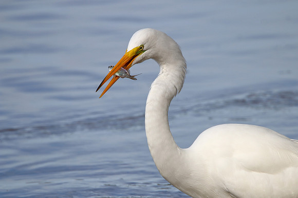 Great Egret