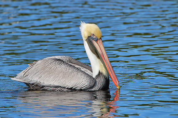 Brown Pelican