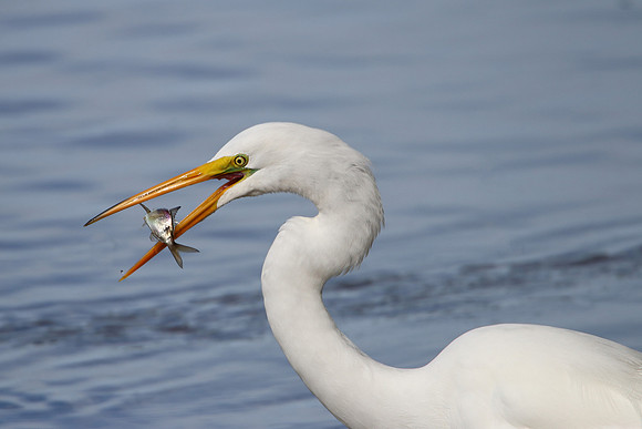 Great Egret