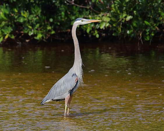 Big Blue Heron