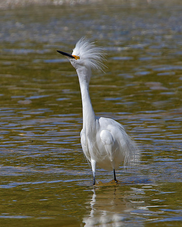 Snowy Egret