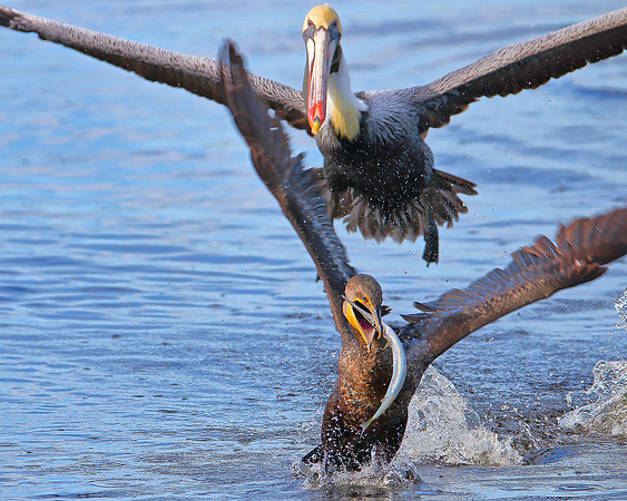 Brown Pelican chasing a Cormorant