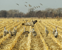 Sandhill Cranes