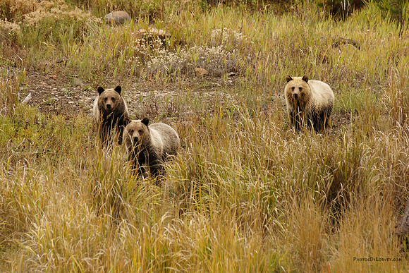 Grizzly Bears near Pahaska, Wyoming