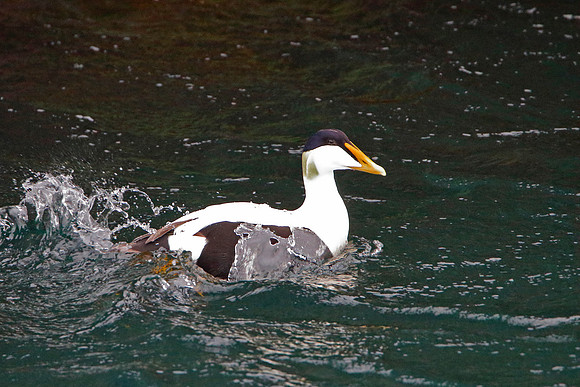 Eider Duck