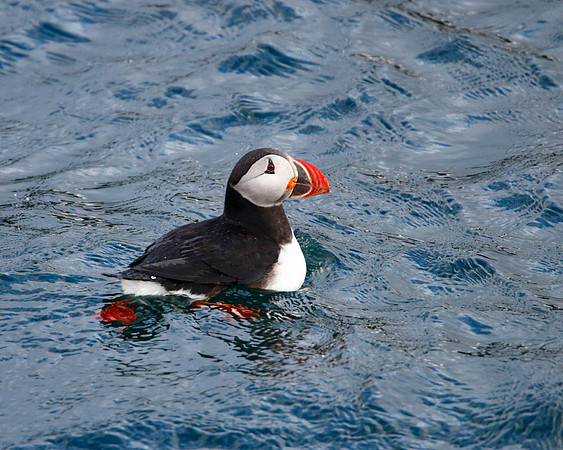 Horned Puffin