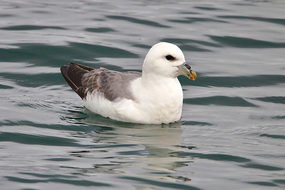 Northern Fulmar