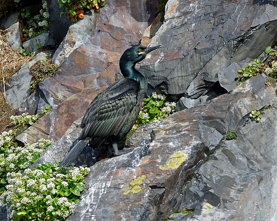 Green Cormorant