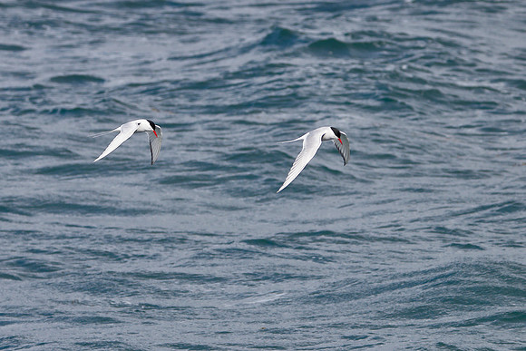Arctic Terns