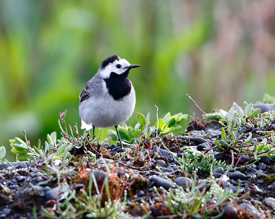 White Wagtail