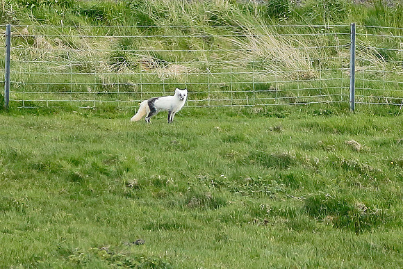 Arctic Fox