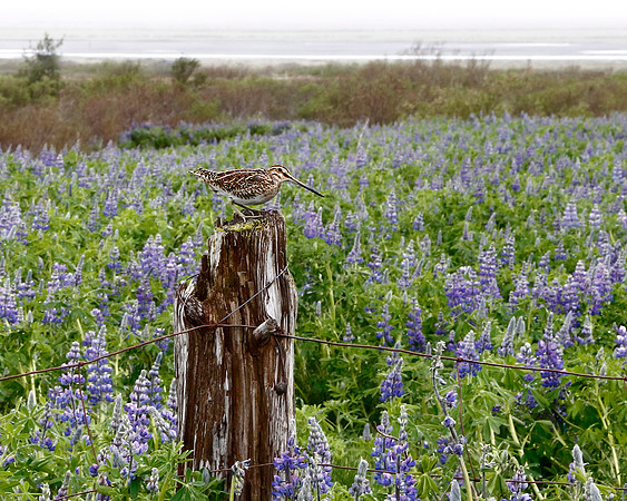 Snipe