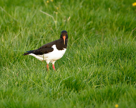 Oyster Catcher