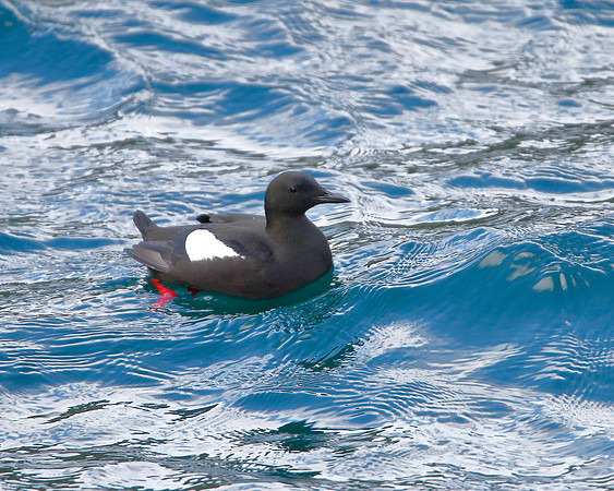 Black Guillemot