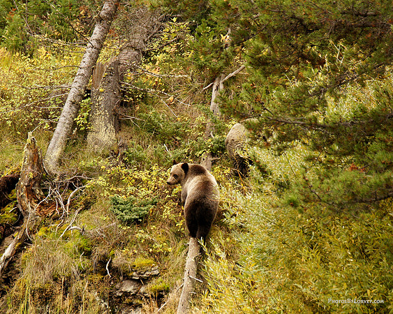 Grizzly Bears near Pahaska, Wyoming