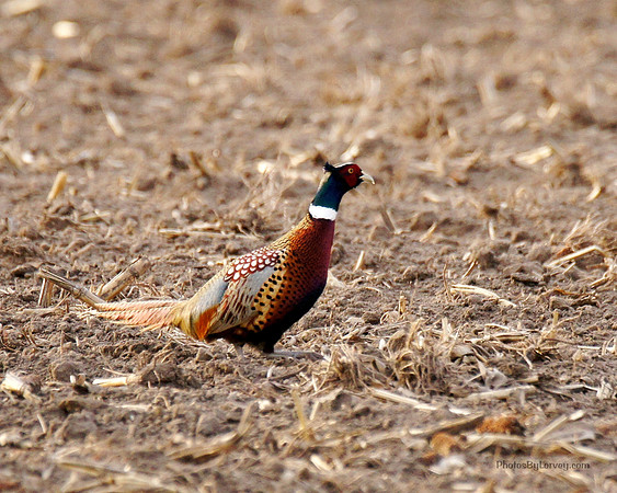 Pheasant