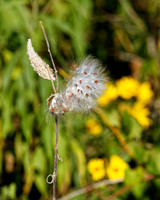 2023SpringCreekPrairie