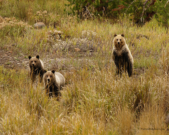Grizzly Bears near Pahaska, Wyoming