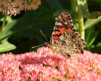 Butterflies & Insects