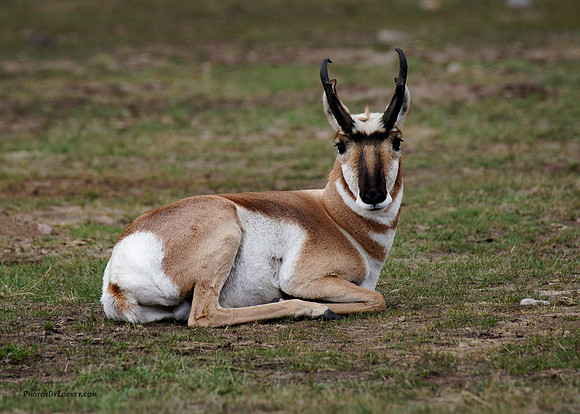 Pronghorn