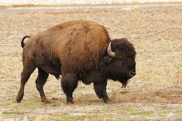 Buffalo