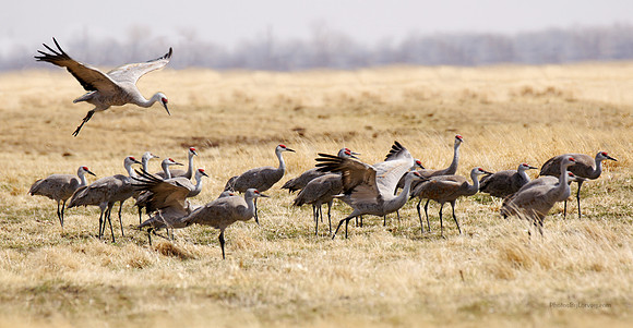 Cranes
