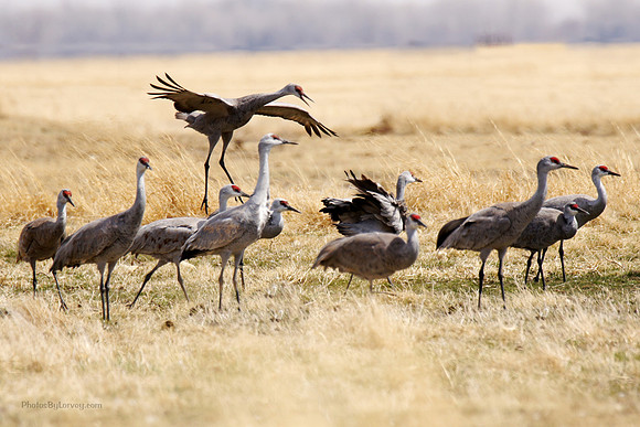 Cranes