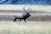 Elk