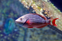 Fish & Amphibians