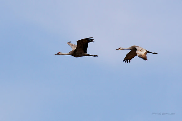 Cranes